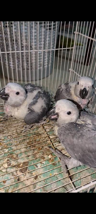 African Gray parrot chicks available