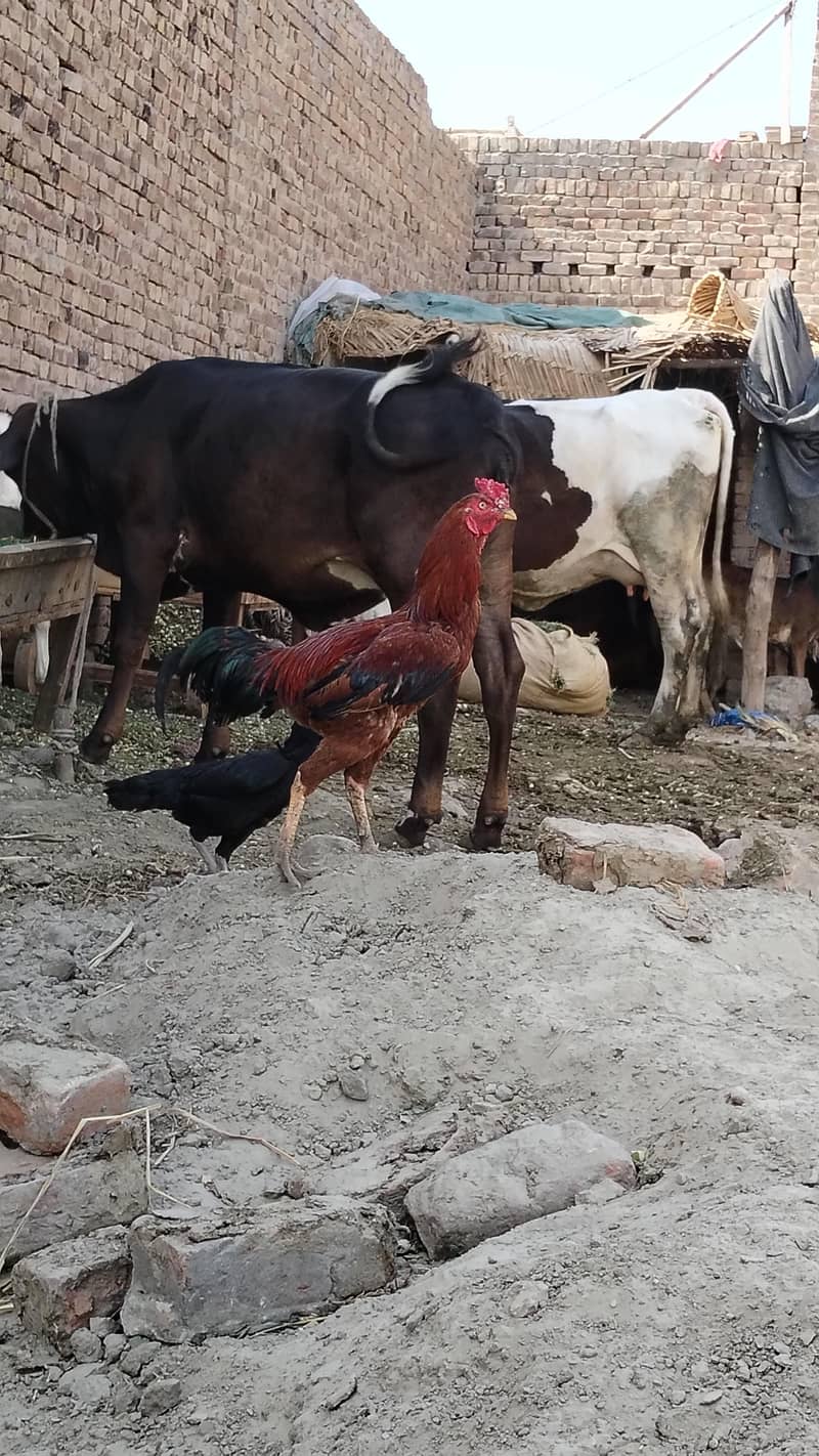 acha pranda ha 1