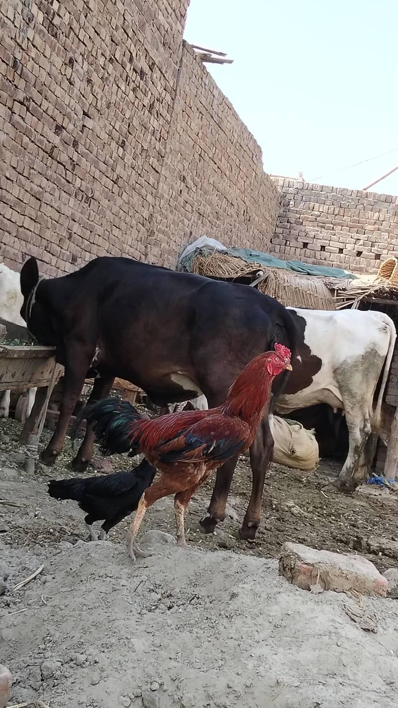 acha pranda ha 3