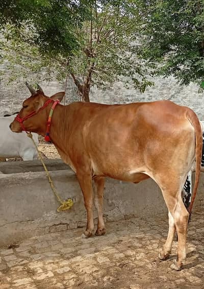 Qurbani Cow For Sale