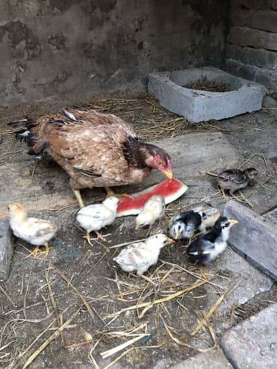 Aseel chicks 15 days old