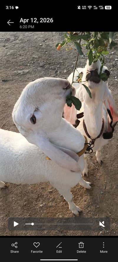 khajlaa Dumba |Dumba | sheeps | dumby for Qurbani | Goats