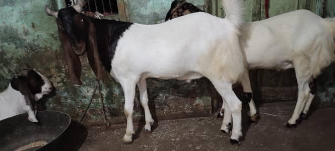 kamori Bakra Qurbani