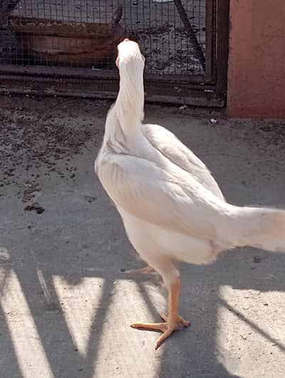 shamo hen