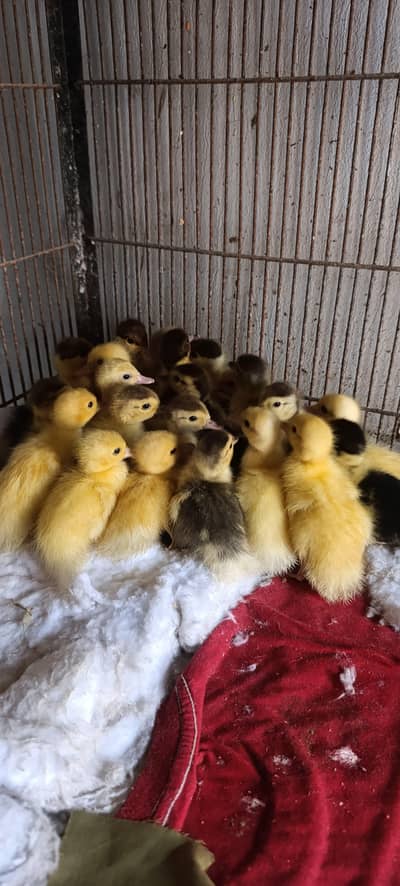 Duck chicks / low rate / Duck