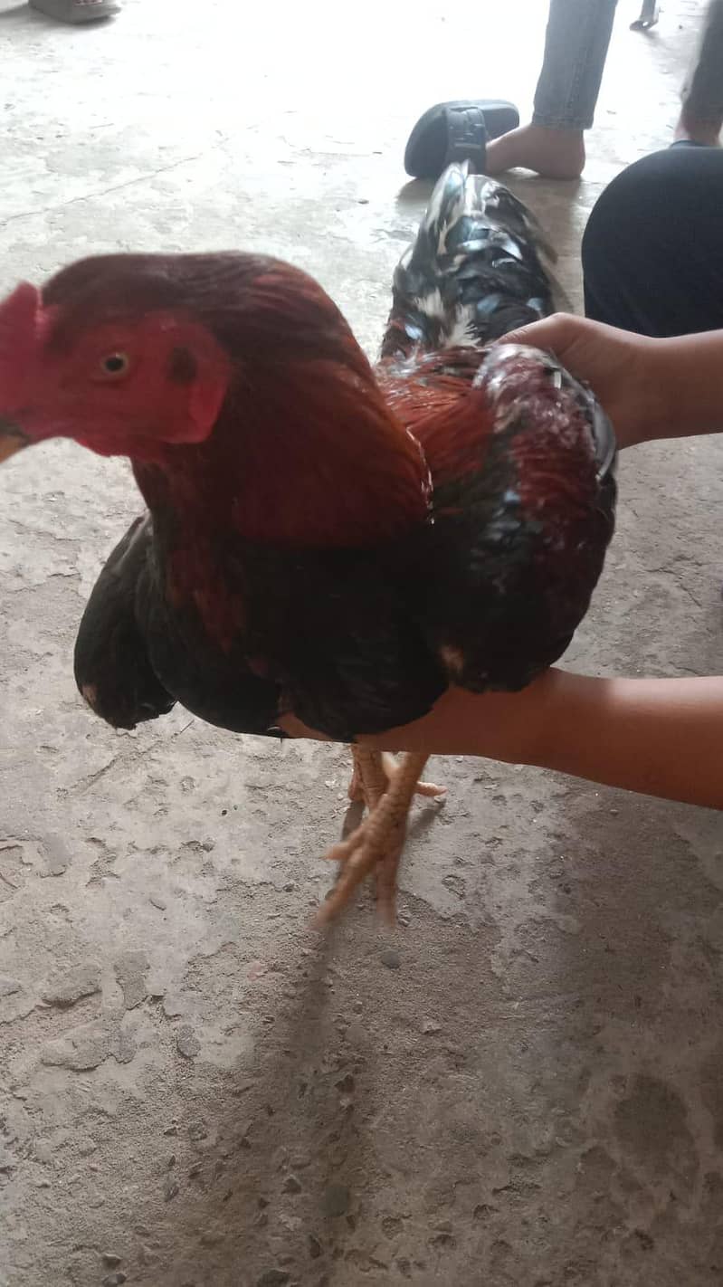 lakha 2
