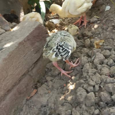 Turkey chicks