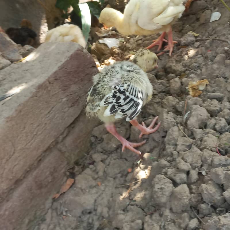 Turkey chicks 0