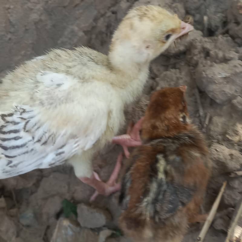 Turkey chicks 1