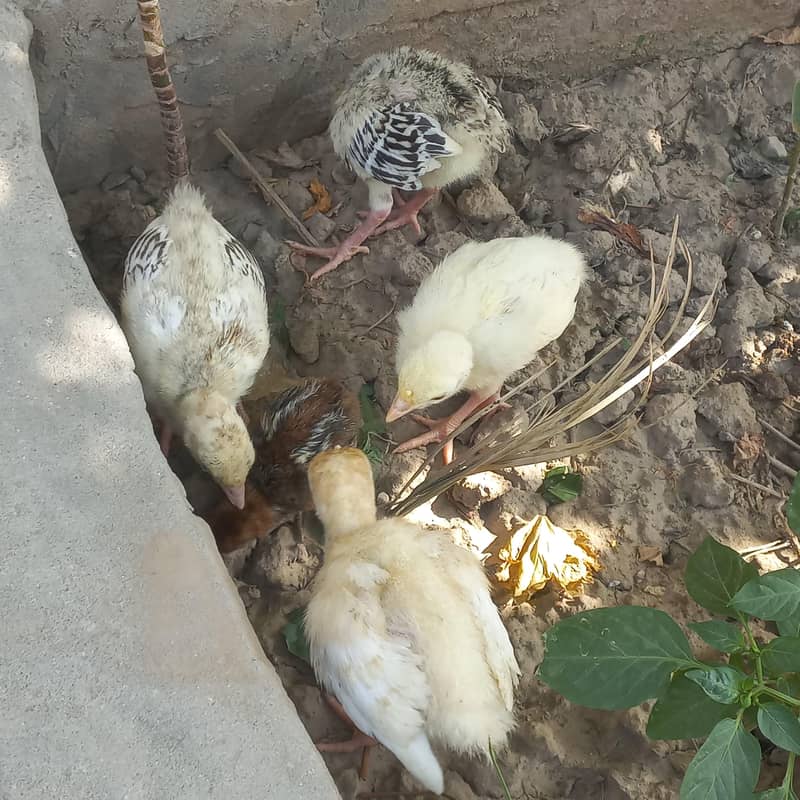 Turkey chicks 2