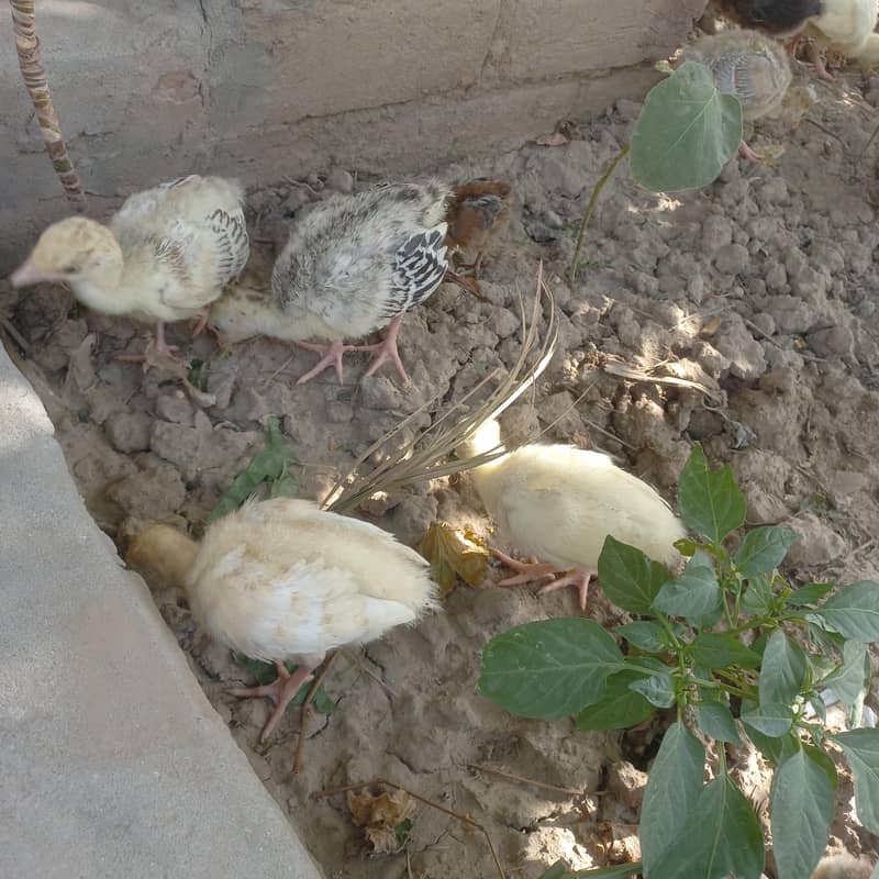 Turkey chicks 3