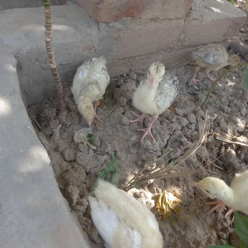 Turkey chicks 4