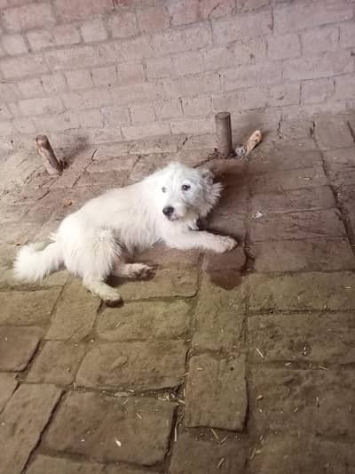 RUSSIAN DOGS