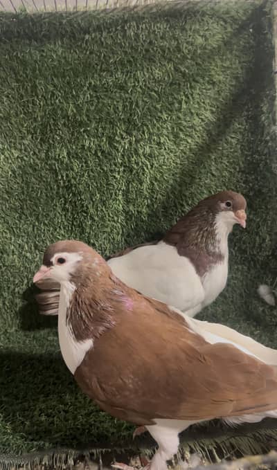 Sale pigeons And exchange