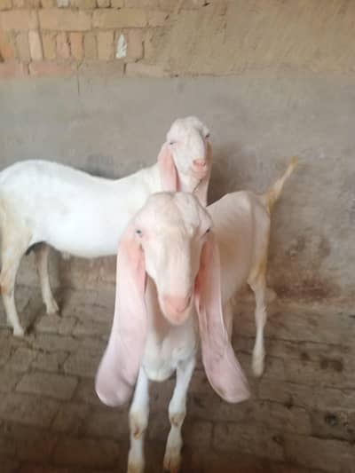 Rajanpuri Nukry Gulabi