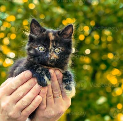 calico colour persian kitten triple coated