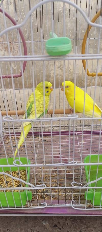 budgie pair