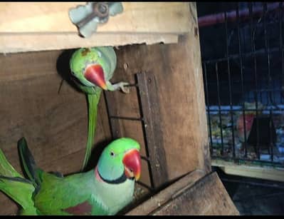 pair and chick sale