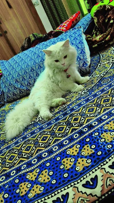 washroom train Persian trippel coat