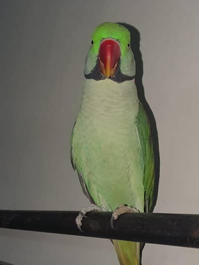 kashmiri raw parrot