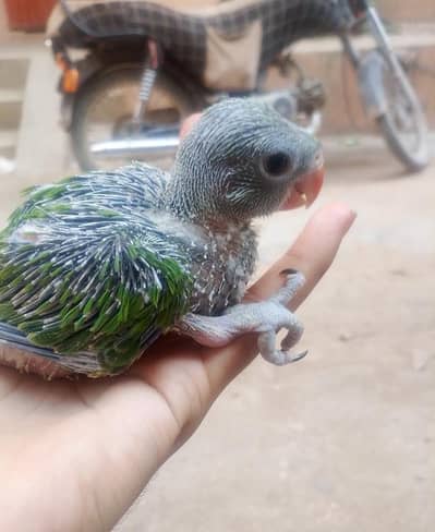 ringneck parrot
