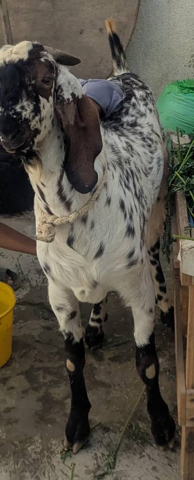 Bakre for sell