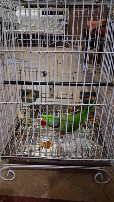 kashmiri raw parrot