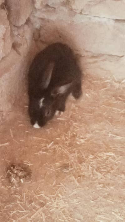 rabbit