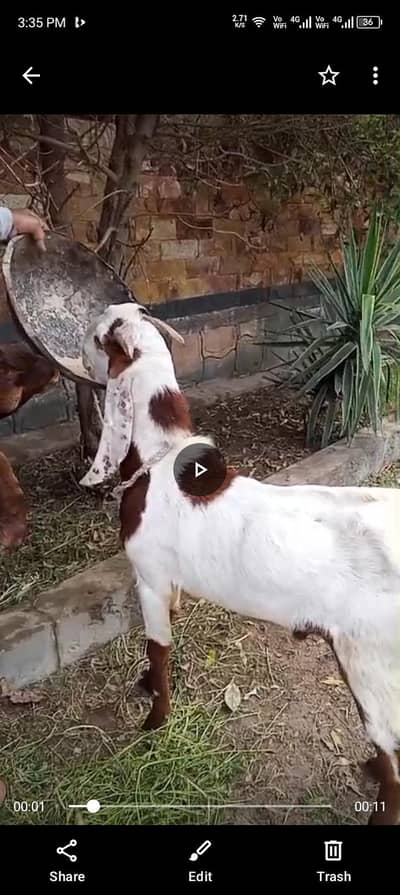 Goats