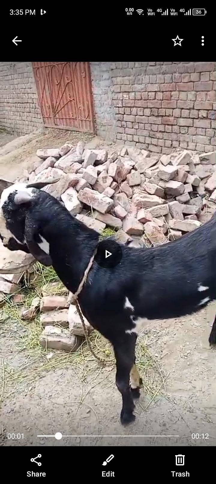 Goats 1
