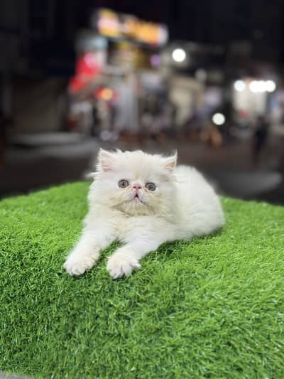 Persian piki face kitten