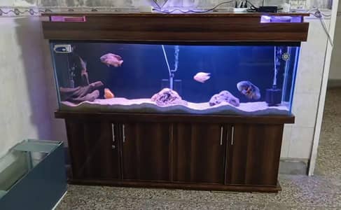 6 FEET AQUARIUM FOR SALE 12MM GLASS
