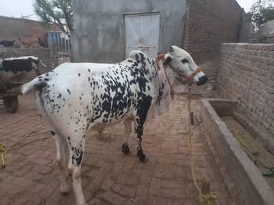 for qurbani