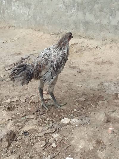dargon aseel | ice blue dargon | blue dargon | aseel murgha | breeder