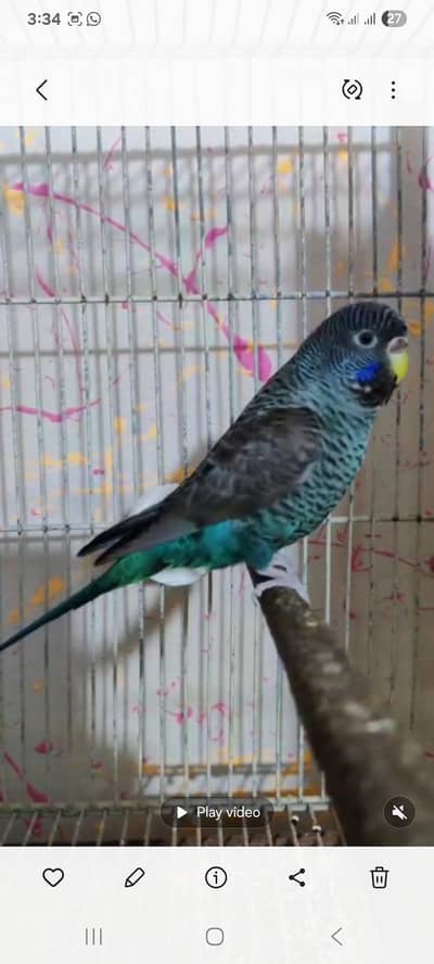 Voilet Combo Female Available For Sale 1st breed ker chuki hai