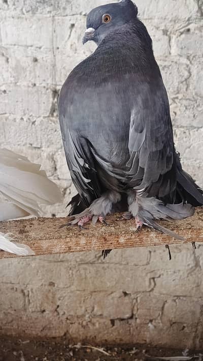 All Type Of Fancy pigeons