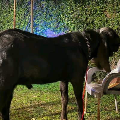 Amritsari Beetle Black Bakra