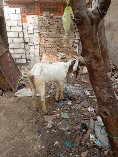 bakra