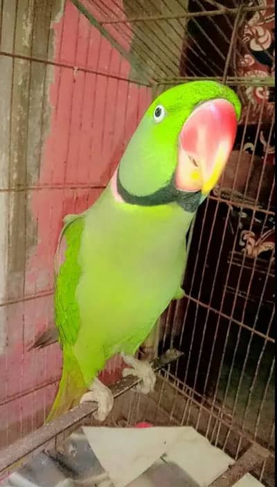 beautiful Raw parrot male for sale 03262107955 my WhatsApp number