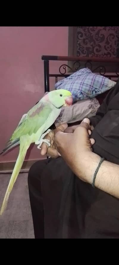 Pahari tota