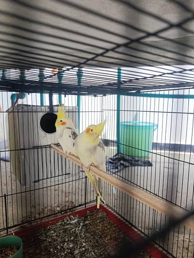 2 Pairs Cocktail Available
