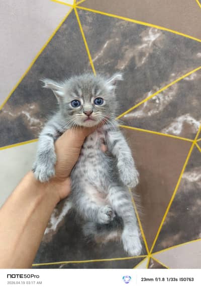 Persian Kittens