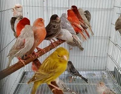 Canary pair male female 03114270771