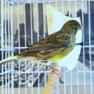 Canary pair male female 03114270771
