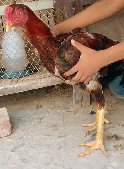 Aseel ambroha pure aseel
