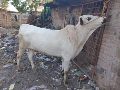 fatehjangi desi mix For Qurbani