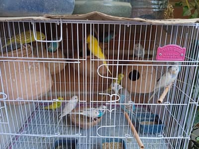 Austrailian parrots with partition cage