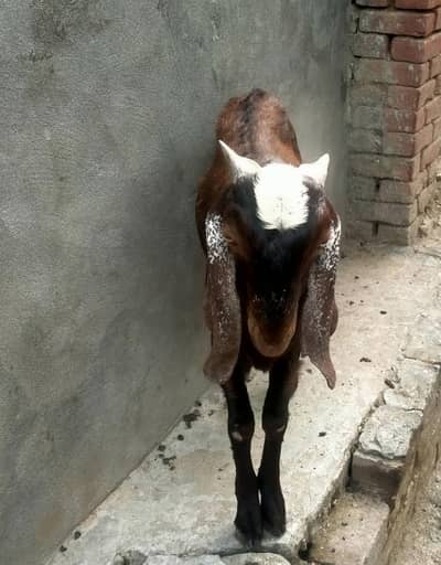 قربانی کے لیے بکرا برائے فروخت