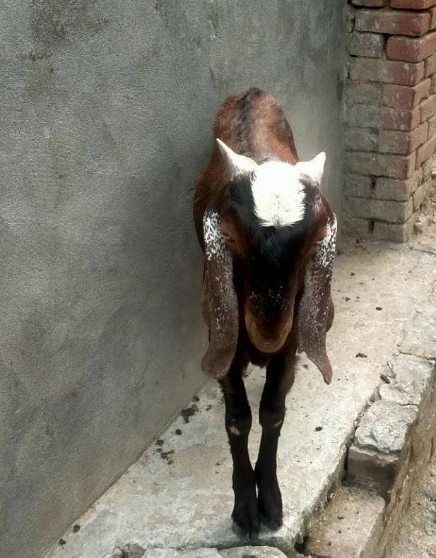 قربانی کے لیے بکرا برائے فروخت 0