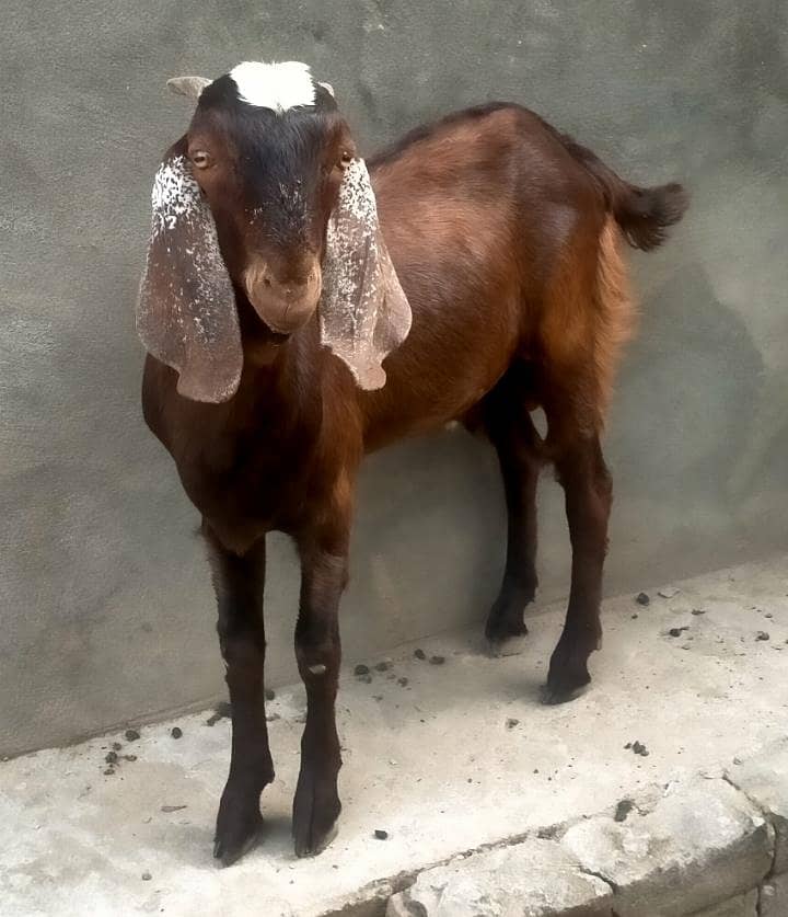 قربانی کے لیے بکرا برائے فروخت 1